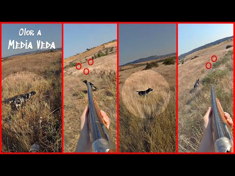 Este 𝗖𝗔𝗭𝗔𝗗𝗢𝗥 𝘆 𝗦𝗨 𝗣𝗘𝗥𝗥𝗢 la 𝓹𝓾𝓭𝓲𝓮𝓻𝓸𝓷 𝓵𝓲𝓪𝓻 𝓫𝓲𝓮𝓷 𝓰𝓸𝓻𝓭𝓪😲