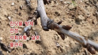 3월 체리나무 전정시작 석회유황