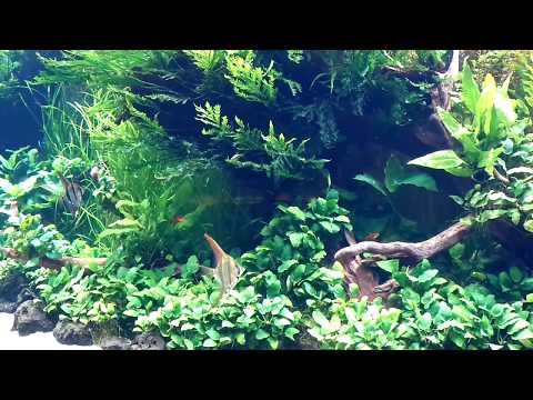 Oceanarium w Lizbonie Oceanário de Lisboa Akwarium Słodkowodne