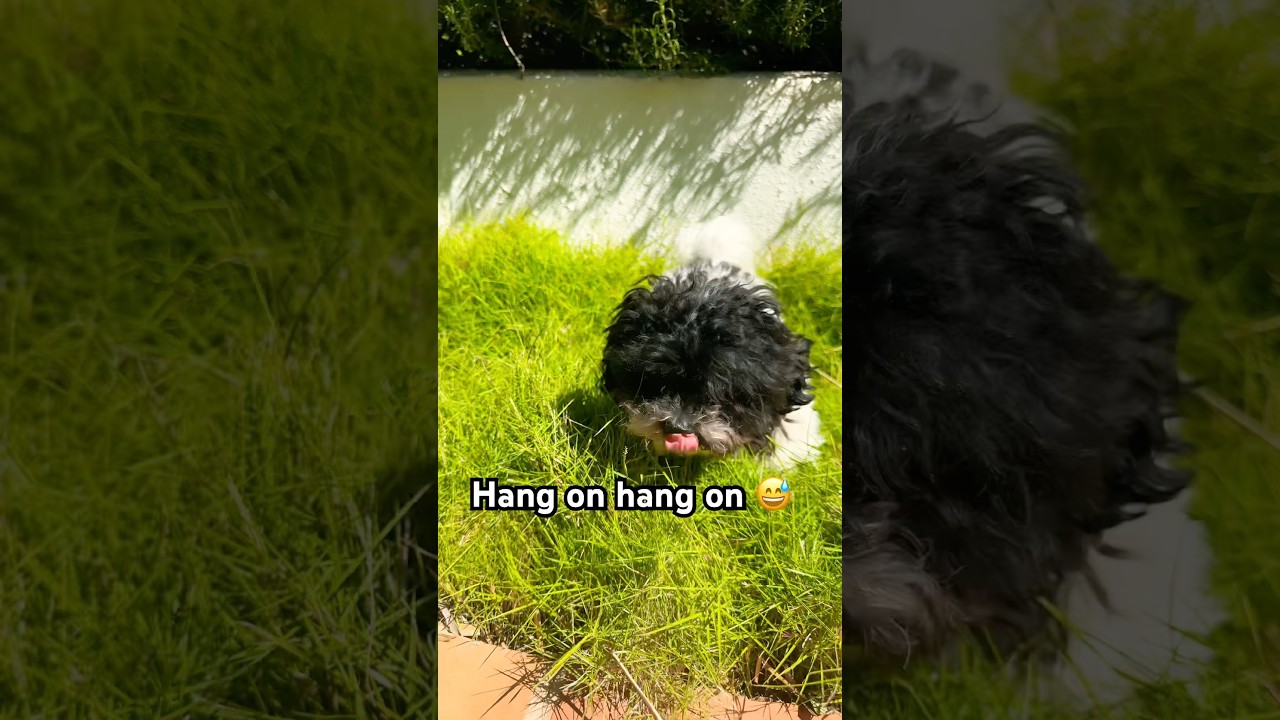 Dont scroll!!! #puppy #goldenretreiver #comedy #pets #cute #funny #animals #dog #puppypic #puppyface