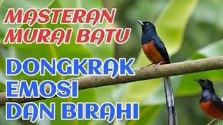 Download lagu terapi murai batu trotol bongkar isian  mp3