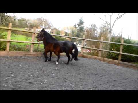 2014 Henst Kannan x Hickstead Dam line
