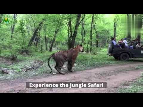 Resort in Jim Corbett Ramnagar, 15