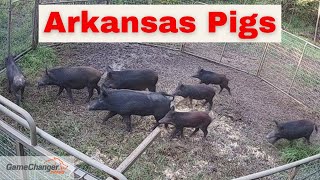 8 Wild Pigs Trapped and Very aggressive wild boar 