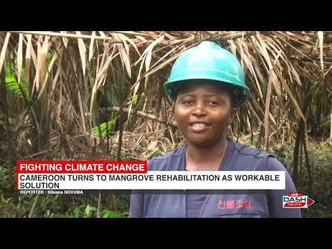 Rehabilitation of mangroves in fighting climate change in Douala IV municipality, Cameroon