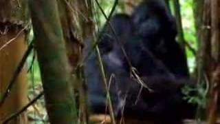 Mother & Baby Gorilla - Part II