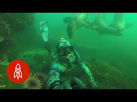 A Braver Man Than You: Wading the Waves with Wild Sea Lions