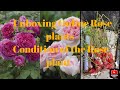 Unboxing Plant S Rose World Nursery Plants Online Rose Plant Part 1