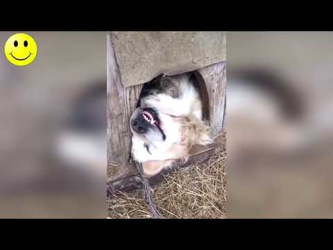 Smeh do Suza   Lude i Smešne Životinje   Smešno do Bola 2018 #1