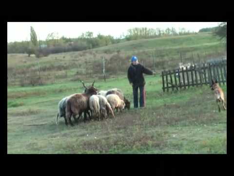 2008.10.17. Bosco első terelése