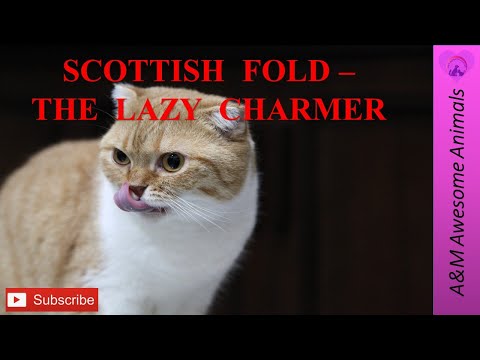 Scottish Fold - The Lazy Charmer