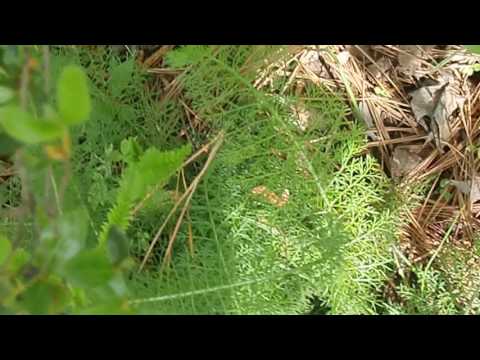 Foraging yarrow & its uses