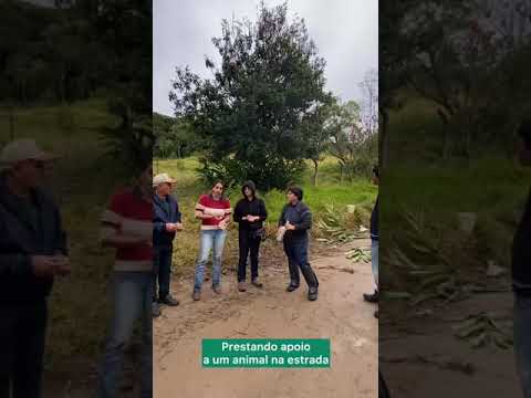 JUQUITIBA ESTÁ EMPESTEADA DE RAIVA ANIMAL.