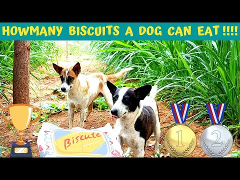🐶🐶🐶 How many Biscuits a dog can eat ? 🐕🐕🐕