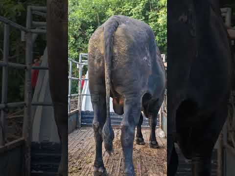 Toro que ingreso a santiago Nonualco, La Paz