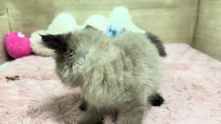 ヒマラヤンの動画01