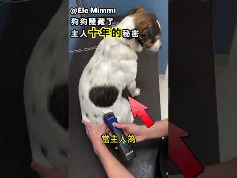 狗狗隱藏了主人十年的秘密