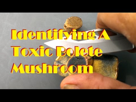 Identifying A Toxic Bolete Mushroom