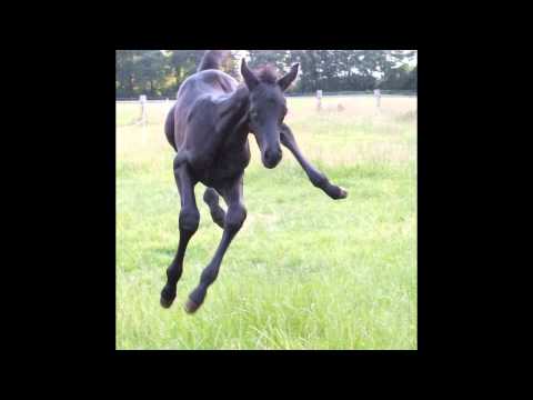 FlicFlac (Finest x Relevant x De Niro x Weltmeyer)