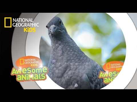 Pigeon Genius | Awesome Animals