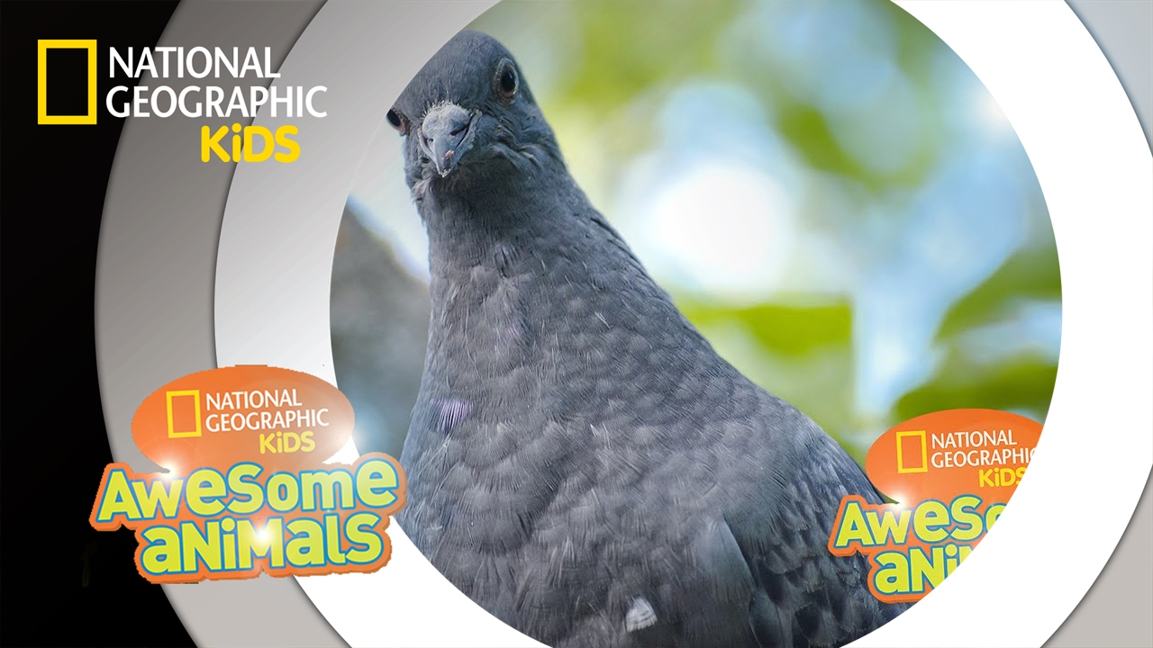 Pigeon Genius | Awesome Animals