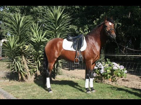 Haras Sucandi - SOLD - Mahestro - 5 years old, bombproof lusitano gelding