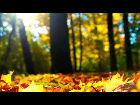 DJ Babokon - Autumn Nights