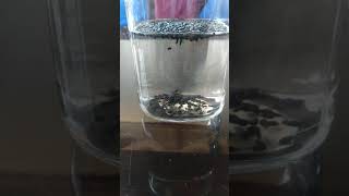 Adulteration of Black Sesame seeds (Kala Til)