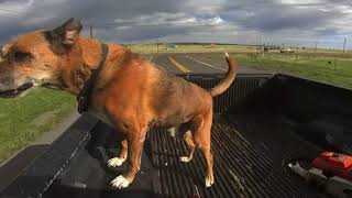 Reggie Sen Hammond Joy Ride To Nature's Dog Park