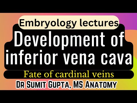 Development of IVC (Inferior Vena cava) | Cardinal Veins | Embryology