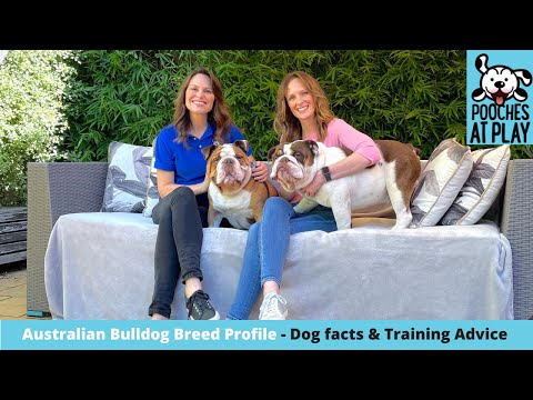 Australian Bulldog Breed Profile - Expert Dog Training & Dog Health Tips | S6 Ep5 | Pooches at Play