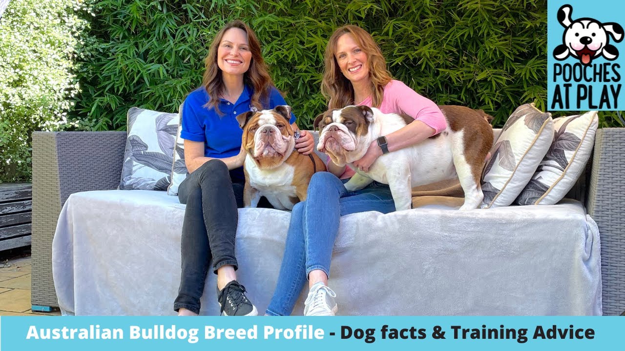 Australian Bulldog Breed Profile - Expert Dog Training & Dog Health Tips | S6 Ep5 | Pooches at Play