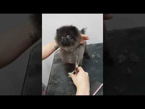 Delightful Dog Dances While Being Groomed