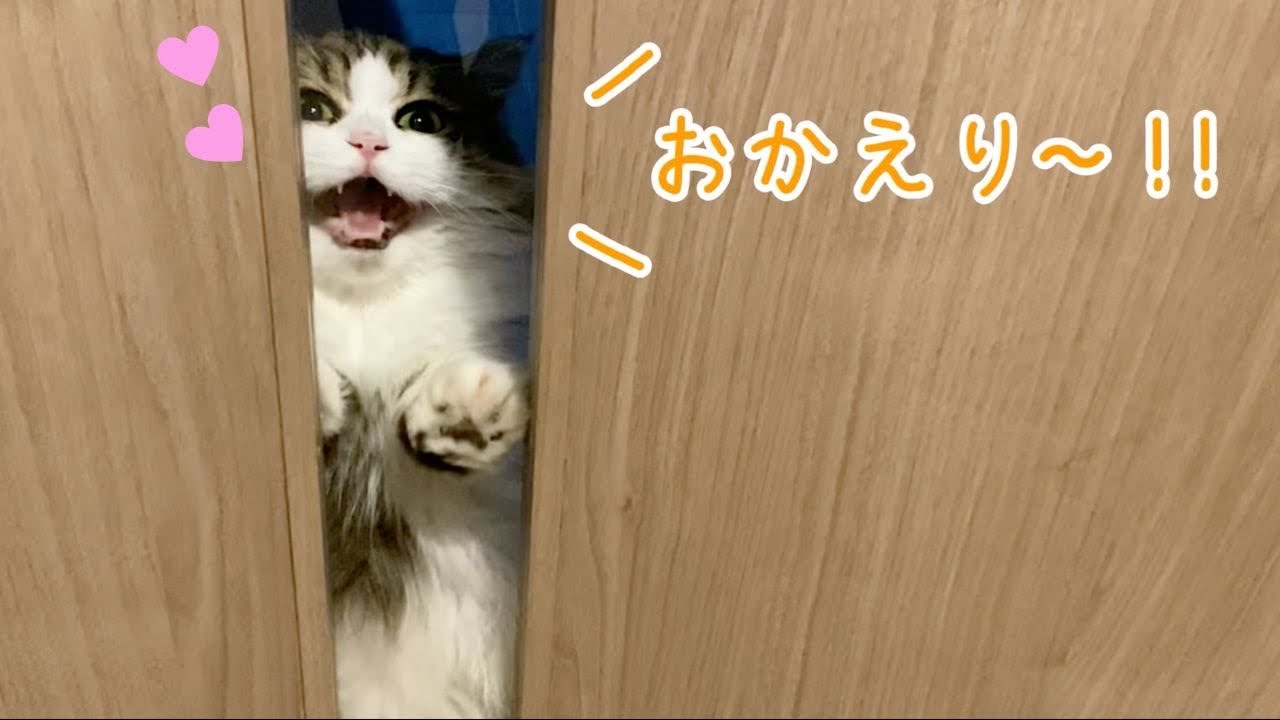 仕事から帰宅すると熱烈なおかえりコールをしてくれる猫！
