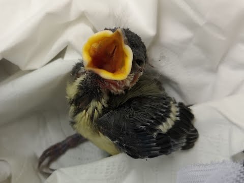 Prof. Piep: Aufzucht einer Kohlmeise/Raising a Great Tit (German)/Parus Major