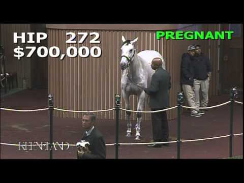 2014 November Breeding Stock Sale: Hip 272 - Ciao Bella