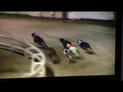 DROOPYS TRAPPER Qualifies for Final of Laurels at Newcastle 12 Dec