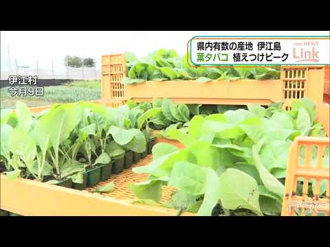 観賞用タバコ、ニコチアナ