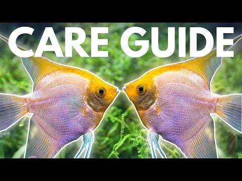 How to Care for Angelfish (Beginner Guide)