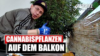 Wie wir Cannabis auf dem Balkon anbauen | GreenConnection | Swiss Homegrow