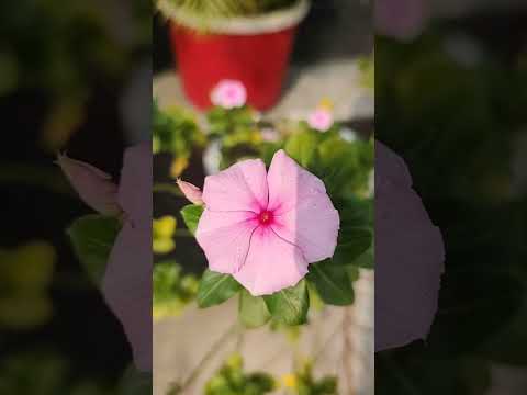 Sada Suhagan Flower (Catharanthus roseus)..