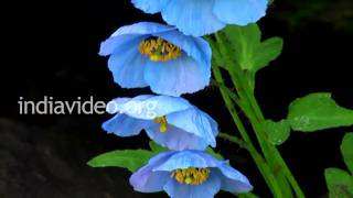 Himalayan Blue Poppies at Uttarakhand 