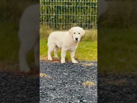 Golden Retriever puppy for sale