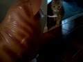 Fat cat vs Cat balloon 