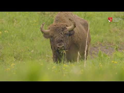 Descopera judetul Neamt - Tinutul Neamtului