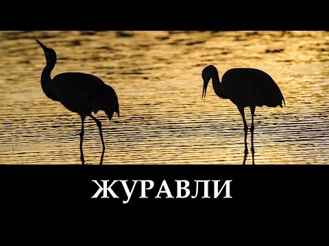 Русавуки "Журавли" - Далеко Журавли Улетели (клип)