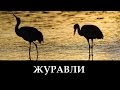 исп. Русавуки "Журавли" - далеко журавли улетели (клип) 