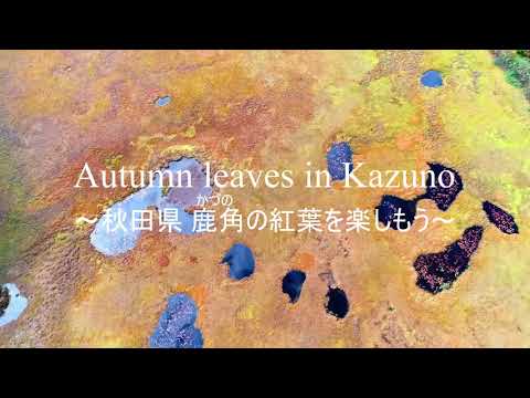 Autumun leaves in Kazuno ～秋田県鹿角市の紅葉を楽しもう～