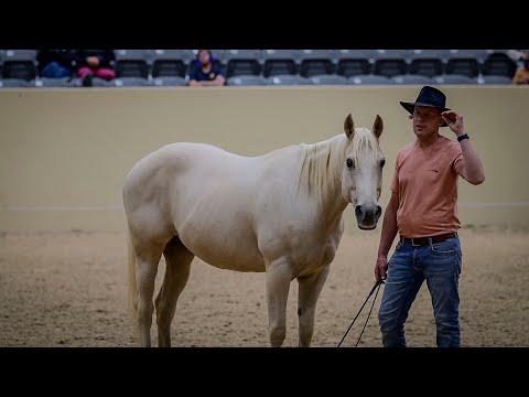 Honza Bláha - Liberty festival Kentucky - part 2A  -  first time without halter and starting flexion