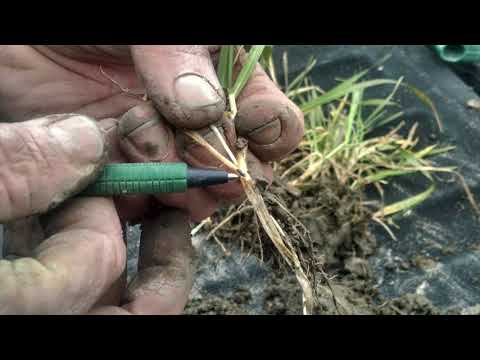 2021 Counting Wheat Tillers Why, When, How, and Recommendations